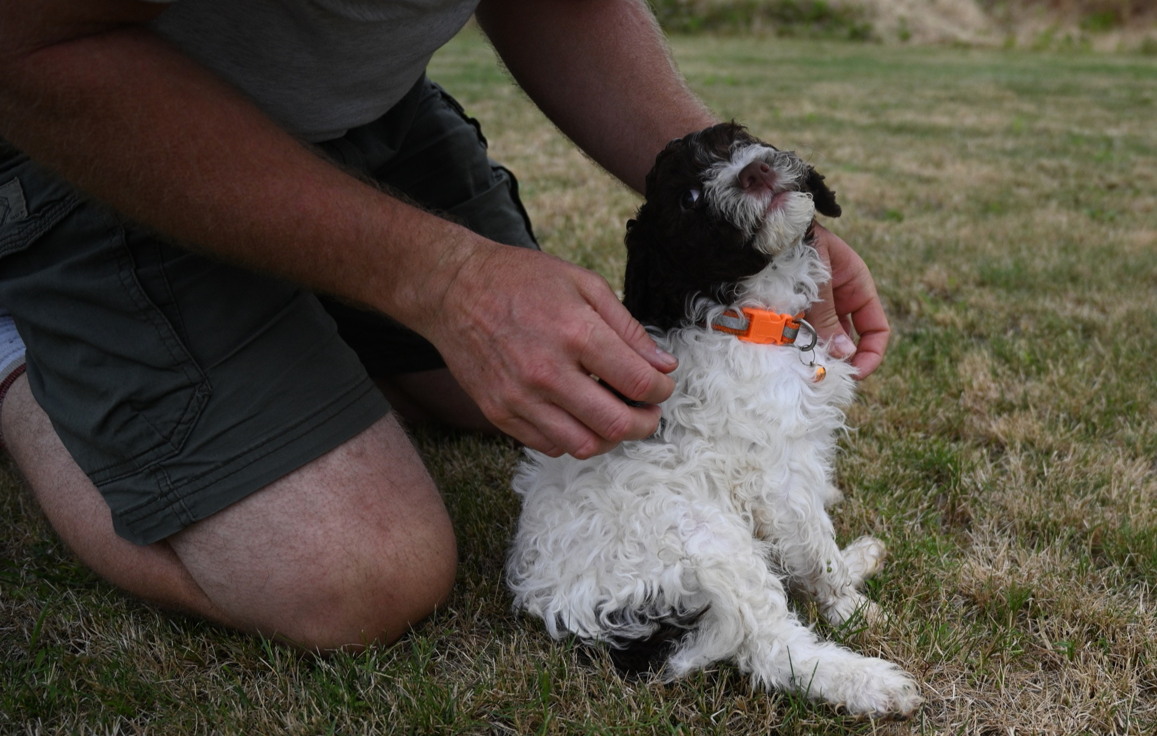 Young Lagotto Romagnolo puppy sitting confidently in a field, alert and curious about the world