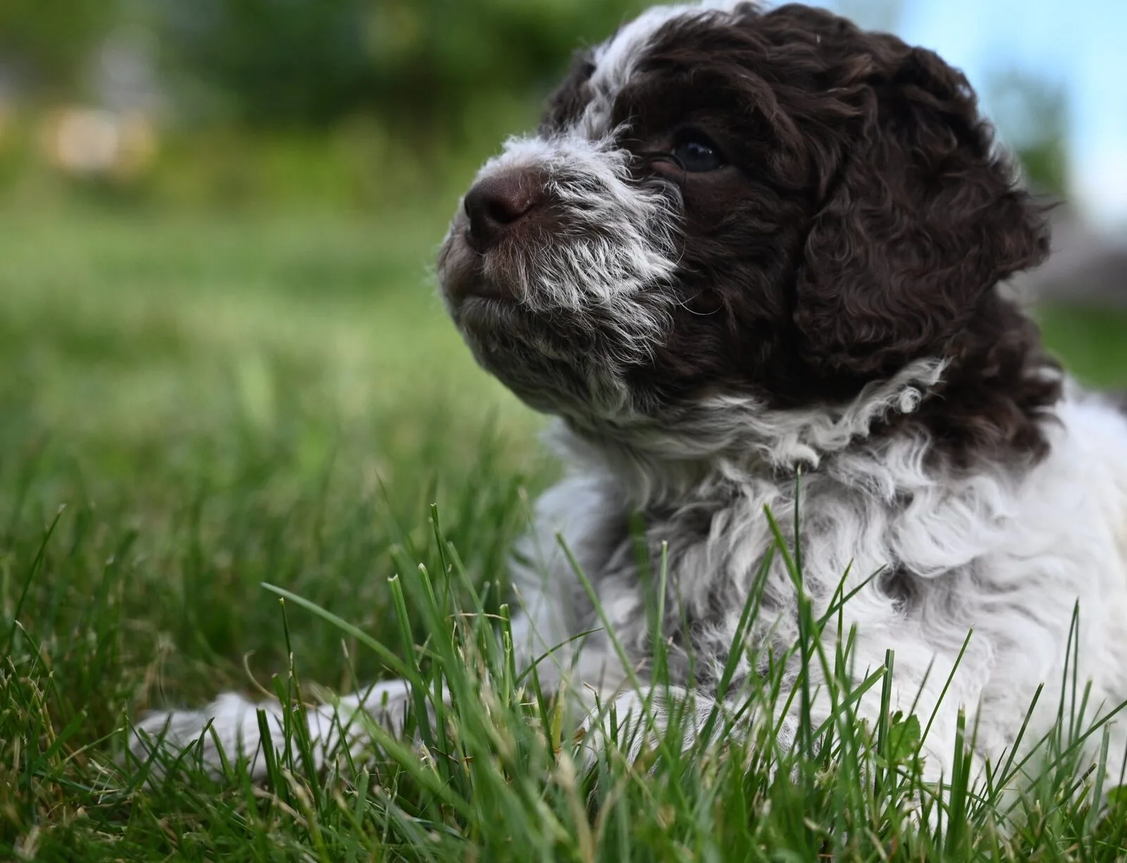 Brown roan Lagotto Romagnolo head study showing brown and white hairs intermingled through the curls