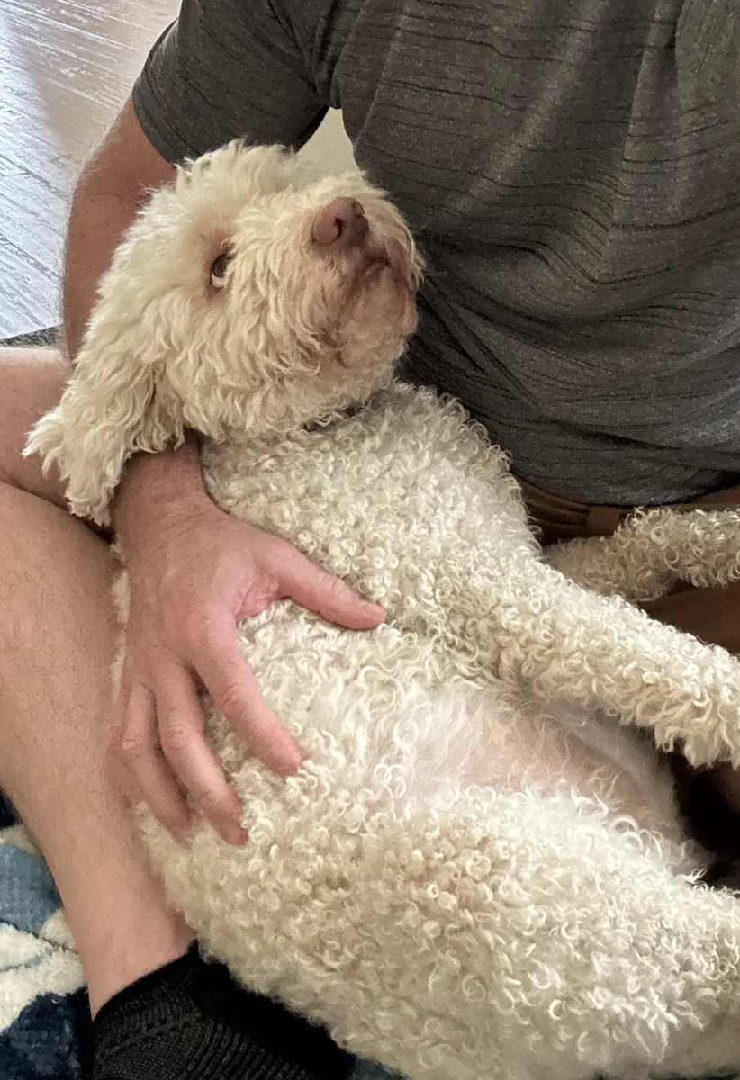 Blanca relaxed and belly-up in her owner’s lap