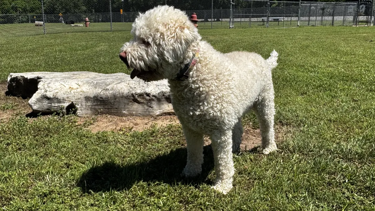 Blanca standing in natural profile, showing her square outline and correct white coat