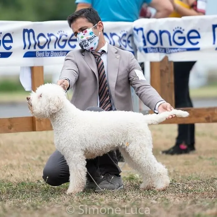 IGDM Cannella at the Italian Lagotto Specialty 2020, in a correct breed stack