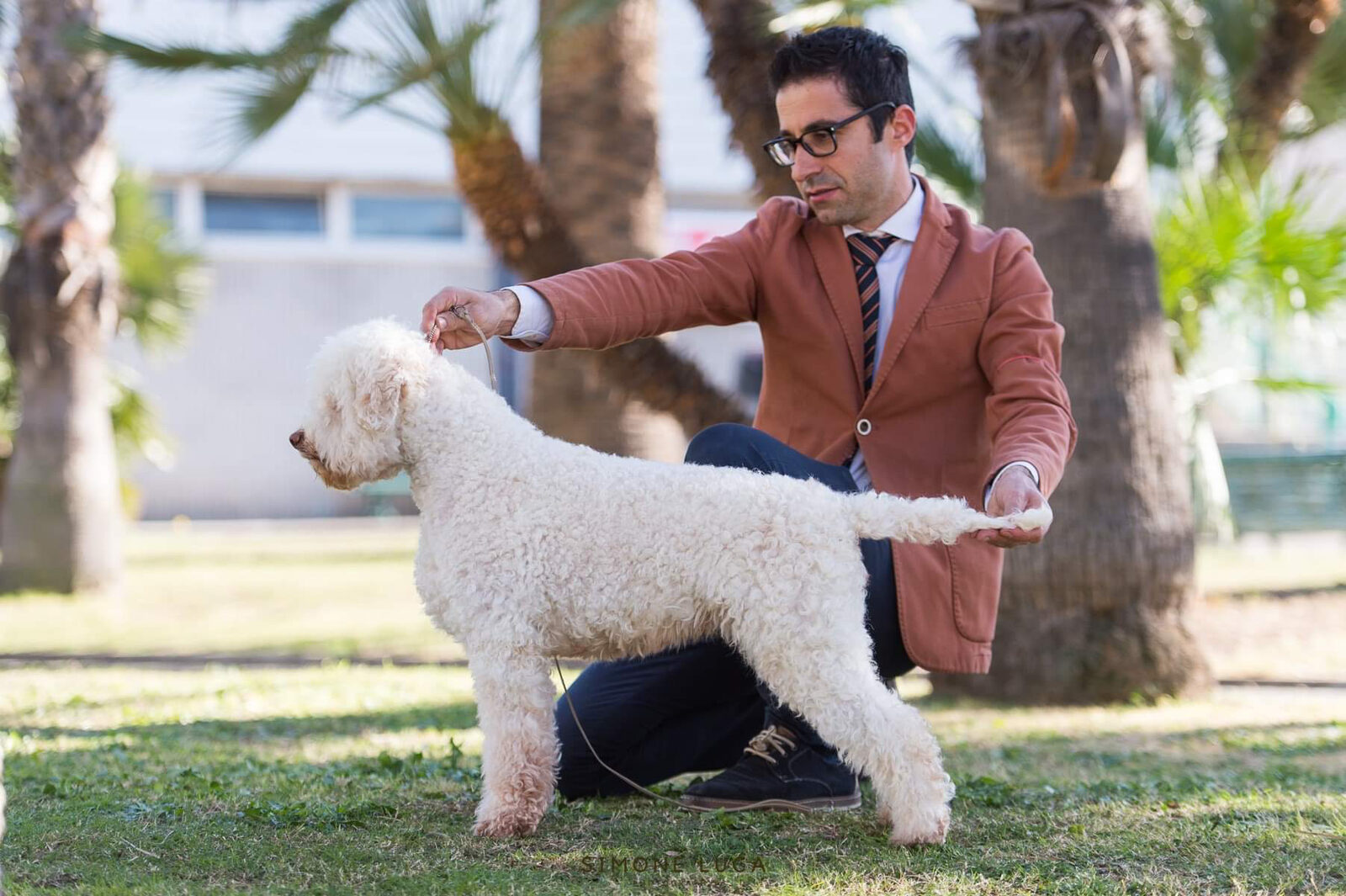 Cannella — white Lagotto Romagnolo in Italian show ring, Northwest Lagotto