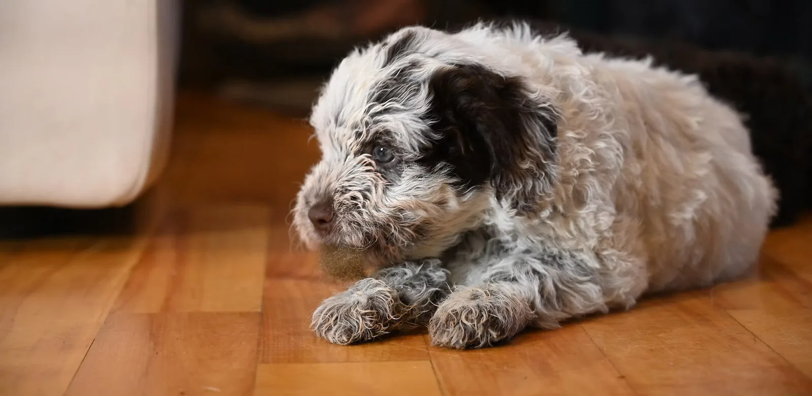 Lagotto Romagnolo at rest on hardwood floor — Northwest Lagotto, Lynden Washington