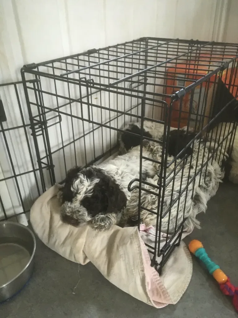 Lagotto Romagnolo puppy resting in an open crate during early desensitization — Northwest Lagotto