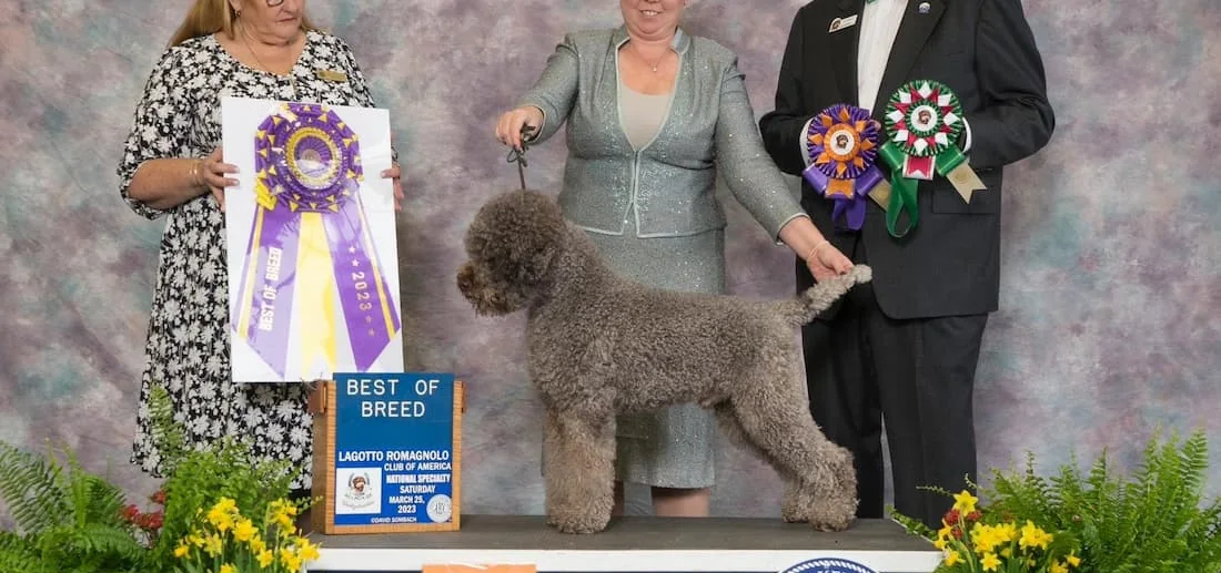 GCHS Il Granaio dei Malatesta Flocky stacked at the 2023 LRCA National Specialty, awarded Best of Breed