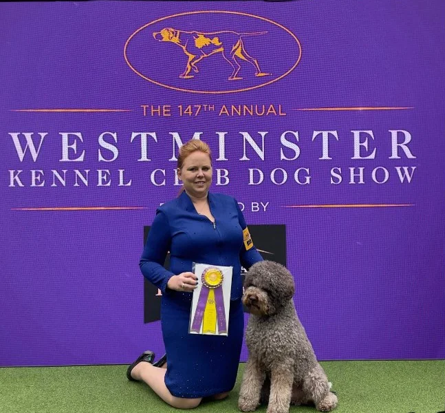 GCHS Il Granaio dei Malatesta Flocky with his Best of Breed ribbon at the 147th Westminster Kennel Club Dog Show, 2023