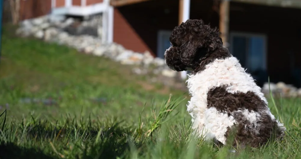 Ginger and Mousse, Lagotto Romagnolo, sitting together on the Northwest Lagotto property in Lynden, Washington
