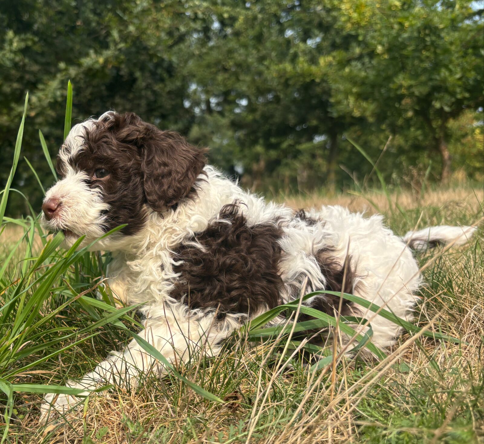 Lagotto Romagnolo in profile — the breed's characteristic curly coat and working structure