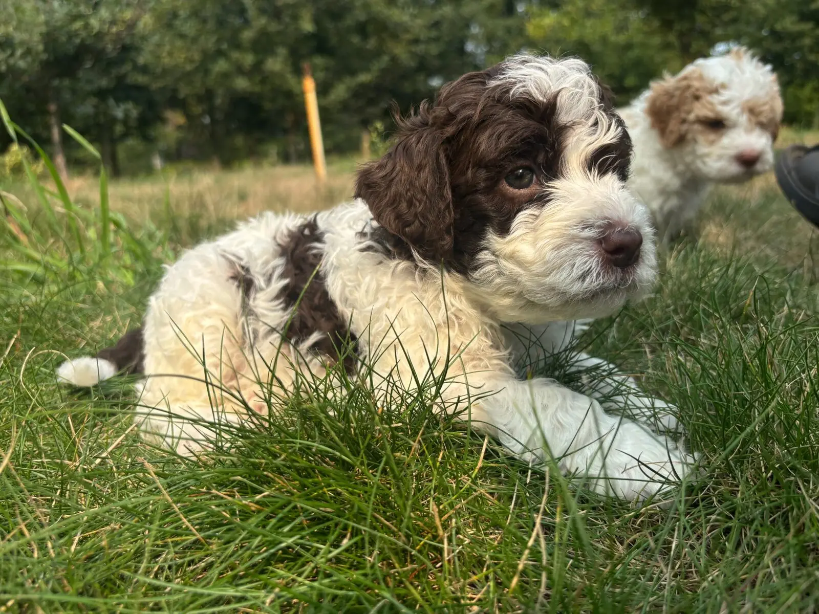Two dark brown Lagotto Romagnolo puppies from the Ginger and Mousse litter at Northwest Lagotto, showing the deep espresso shade many brown puppies are born with