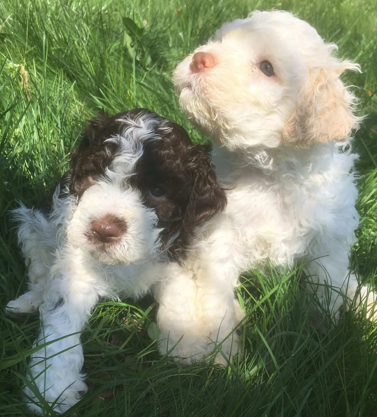 Lagotto Romagnolo puppies during Puppy Culture — early weeks at Northwest Lagotto