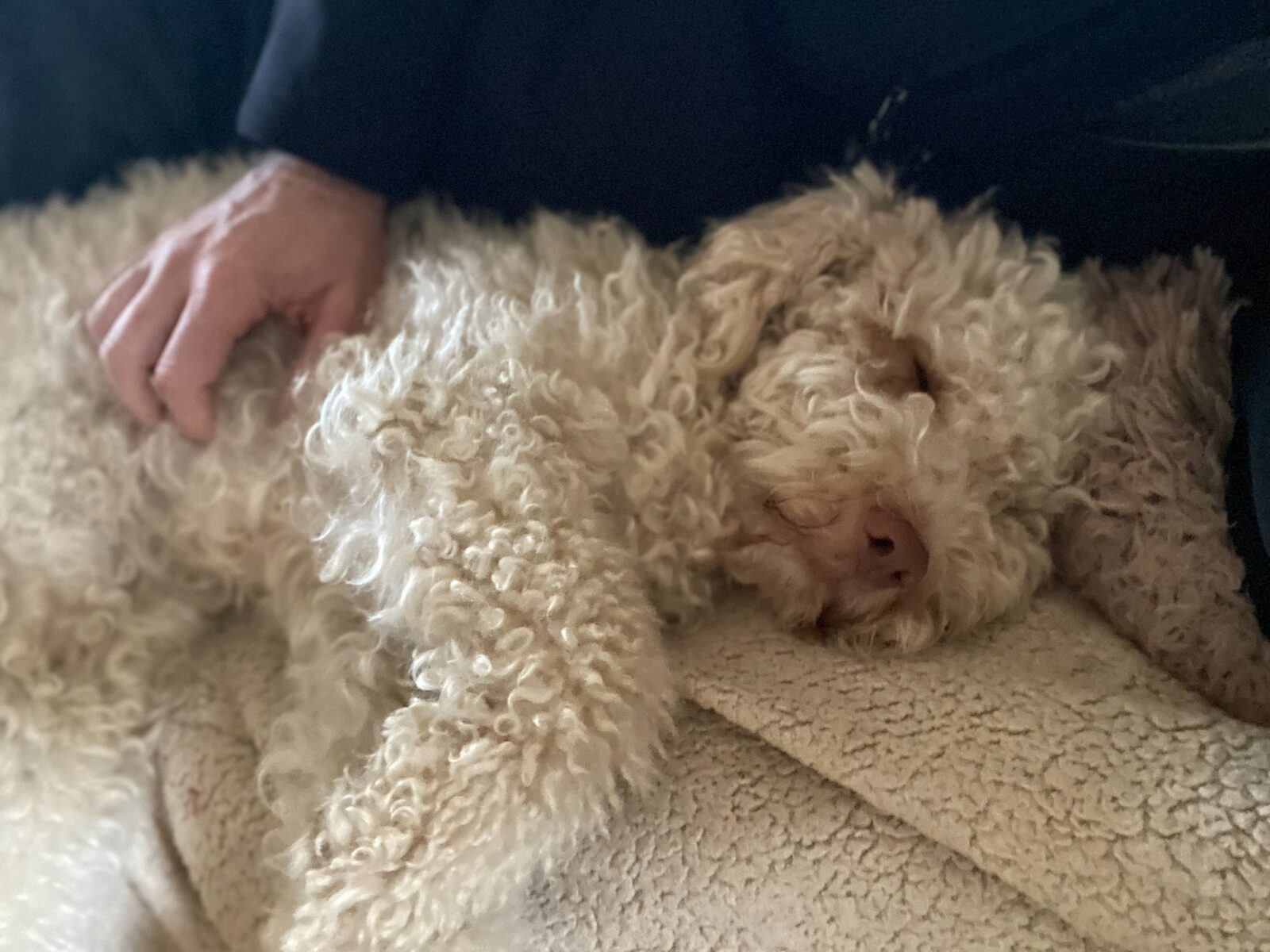 Lagotto Romagnolo close-up — ear and eye care, Northwest Lagotto