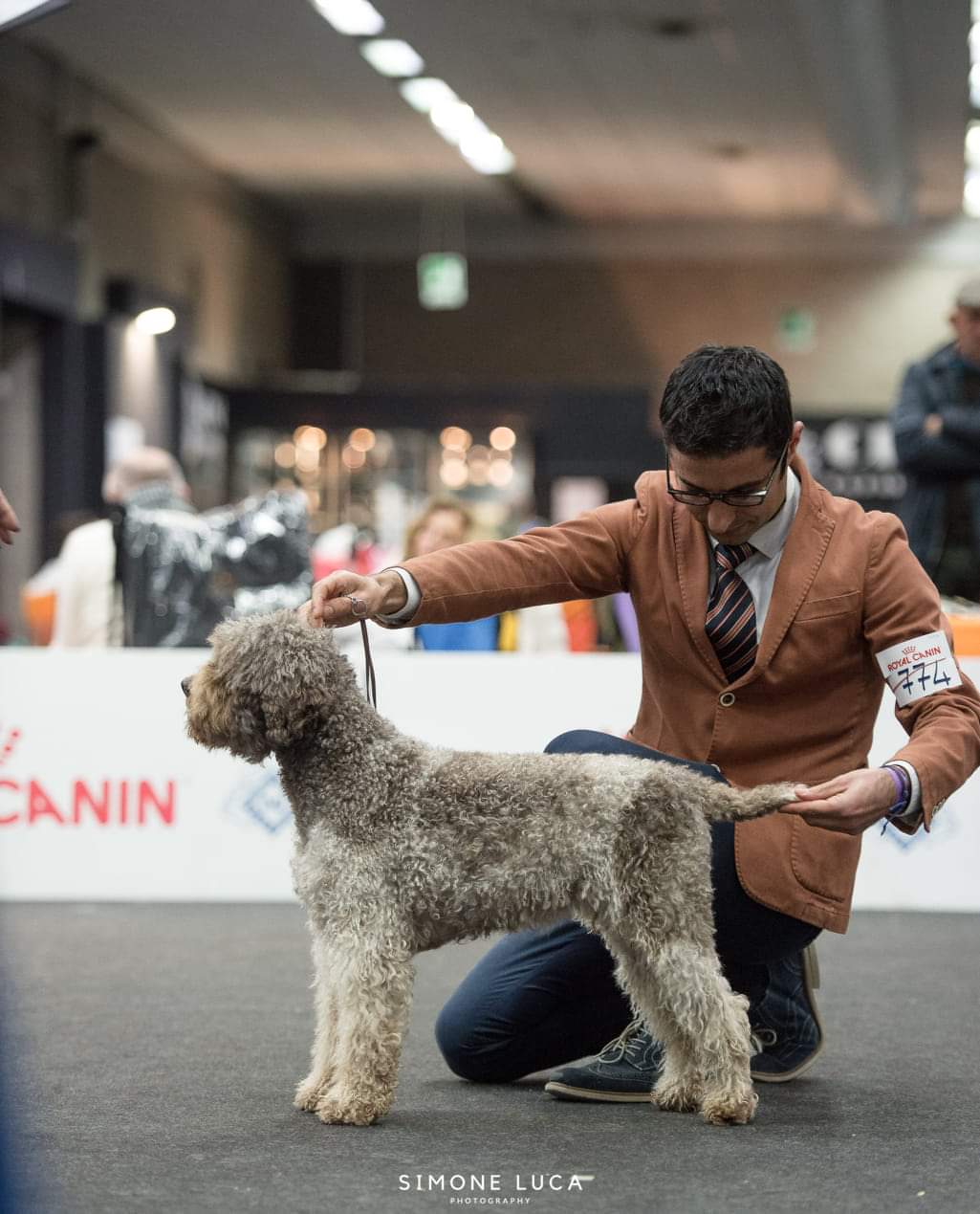 Mocha in the Italian show ring — IGDM Yelina Salas, Northwest Lagotto