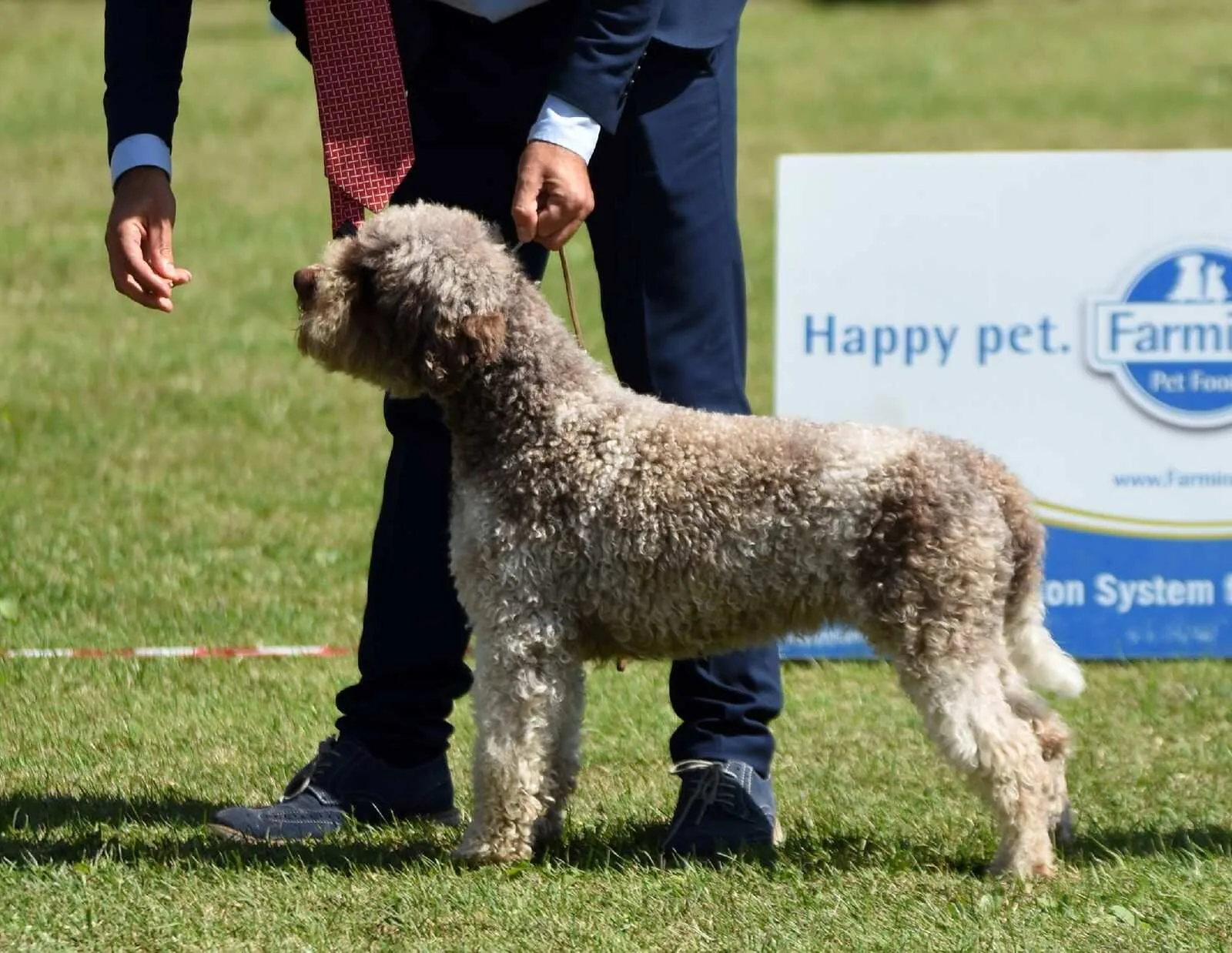 Lagotto Romagnolo being evaluated at an outdoor show — structural and health assessment