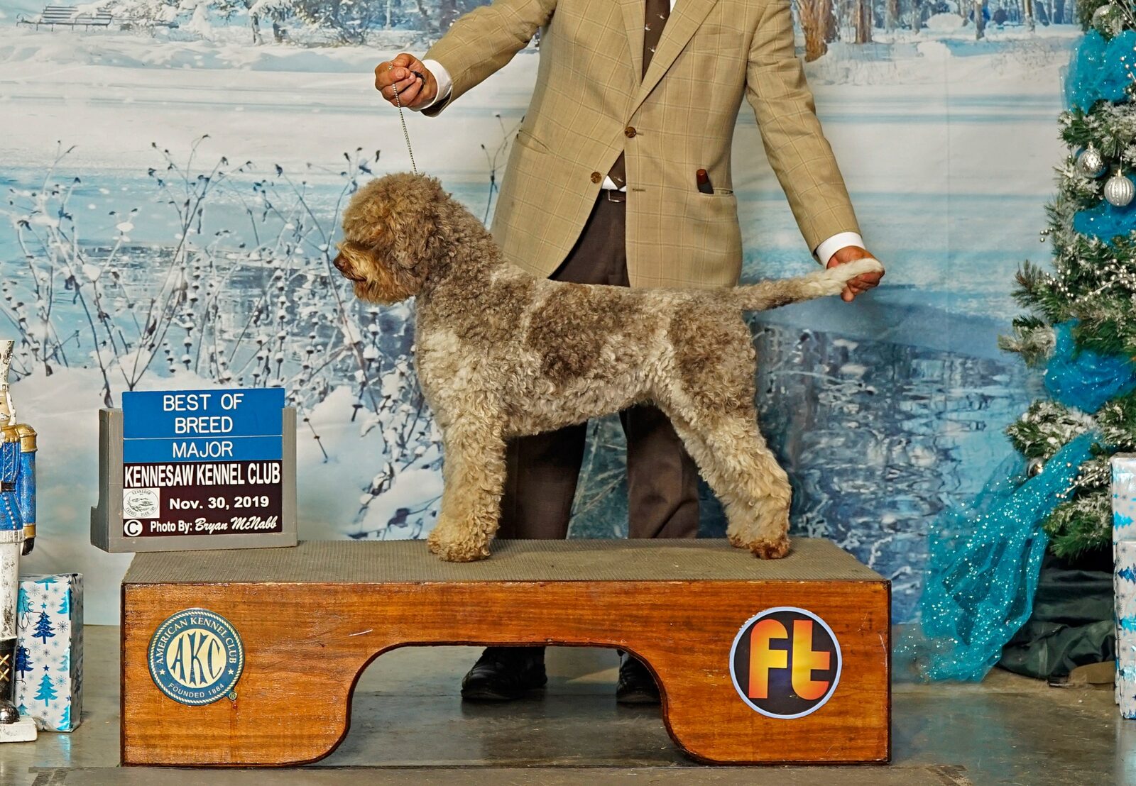 Mocha — Best of Breed, Kennesaw Kennel Club 2019, Northwest Lagotto