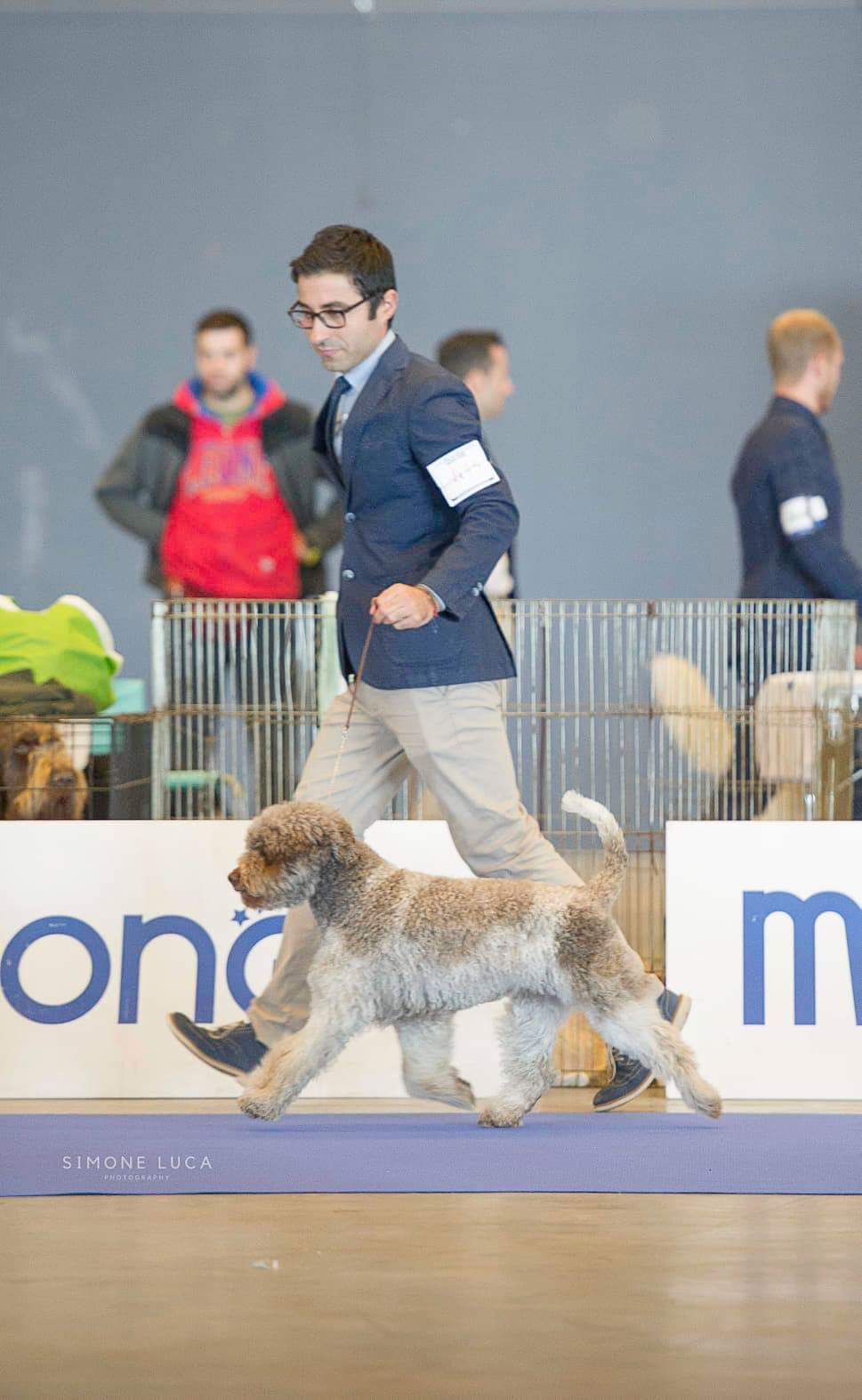 Correctly clipped Lagotto Romagnolo — Northwest Lagotto