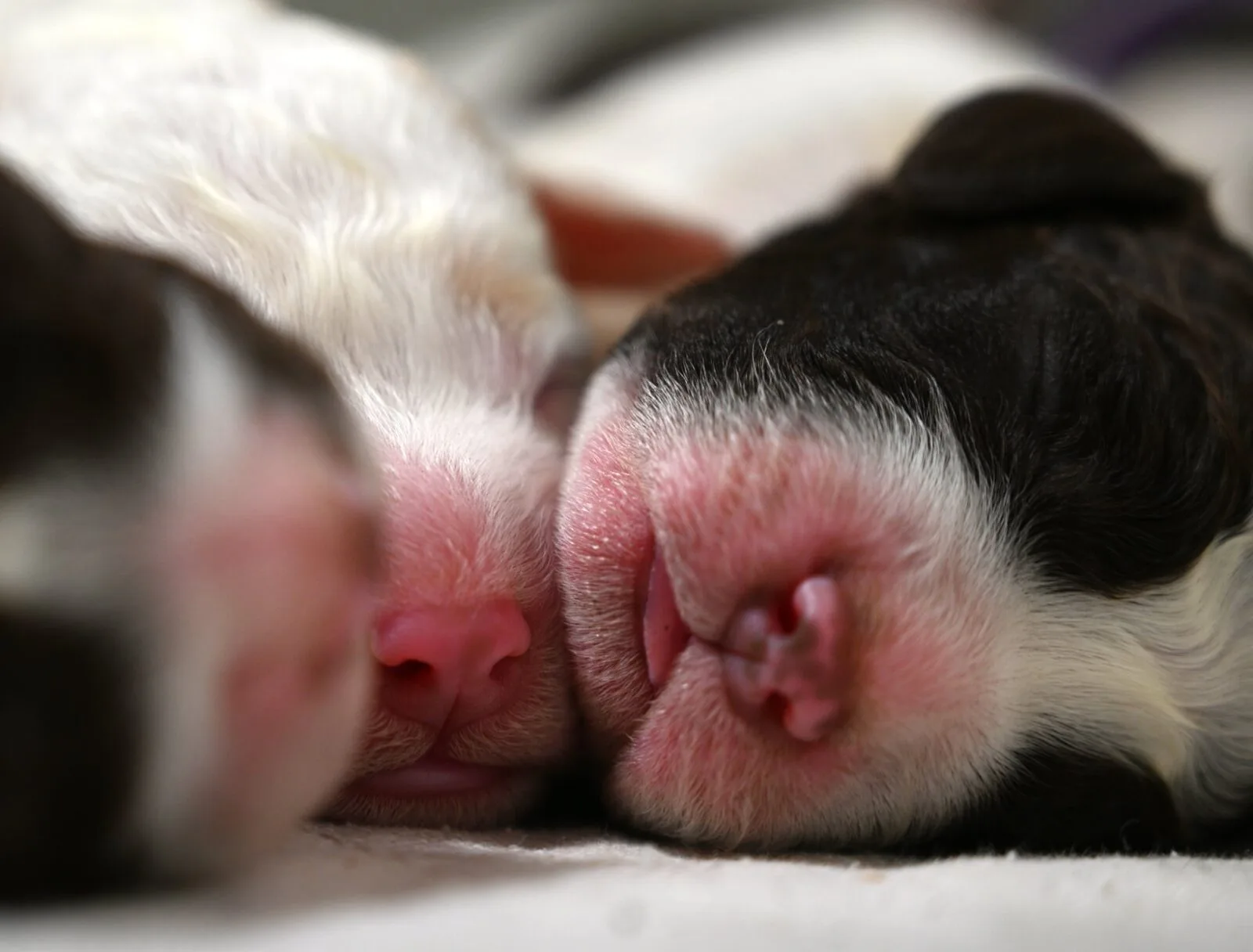 Newborn Lagotto Romagnolo puppies — two noses pressed together in the first hours of life