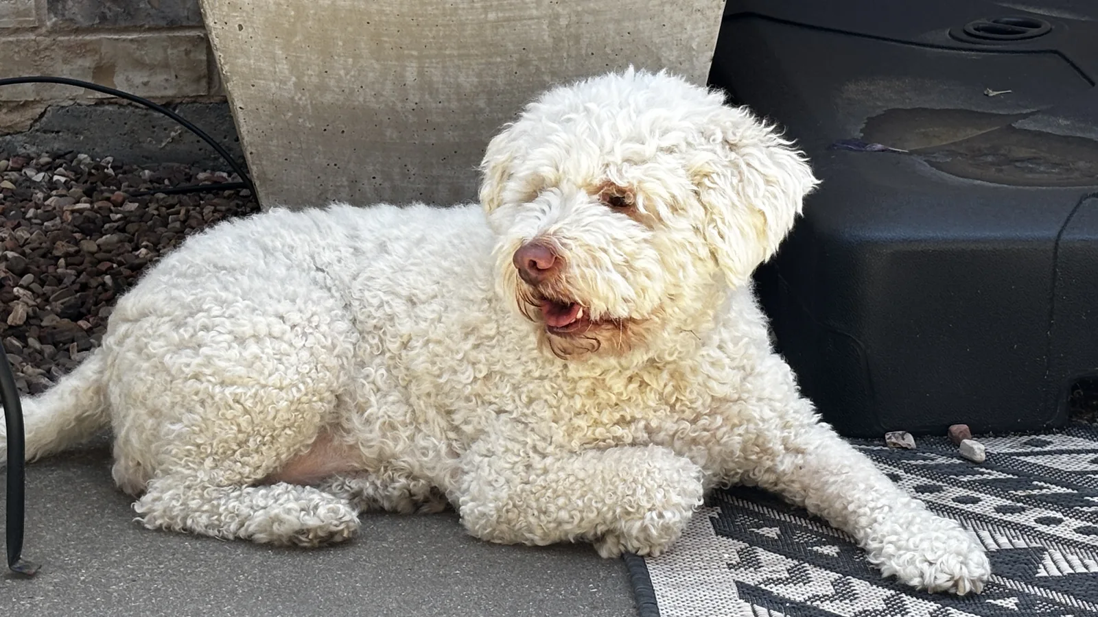 Blanca, a health-tested Lagotto Romagnolo with a CHIC number, at rest