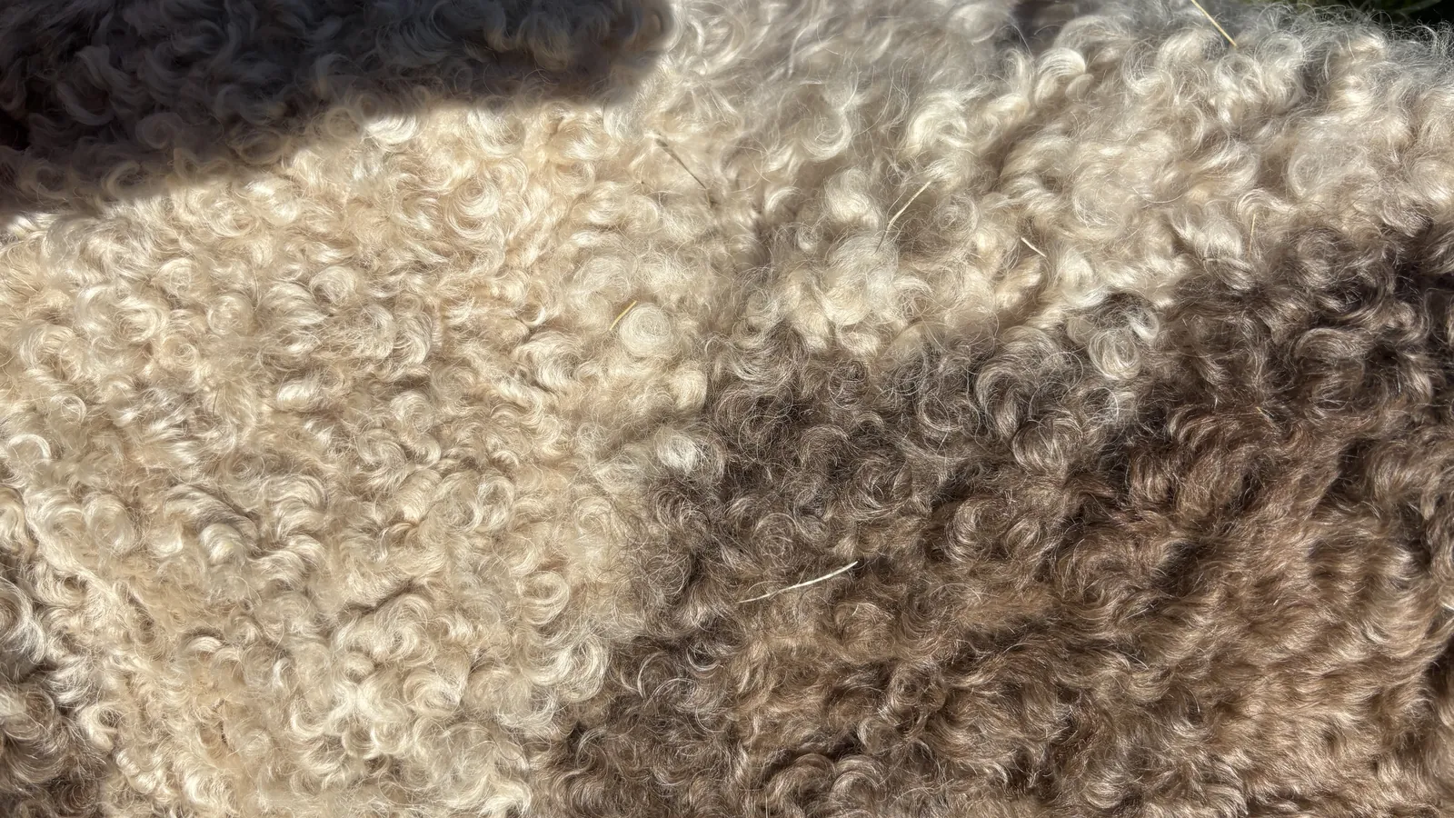 Close detail of a Lagotto Romagnolo coat showing the tight, ring-shaped curls and woolly texture the breed standard describes, across a brown-and-white roan