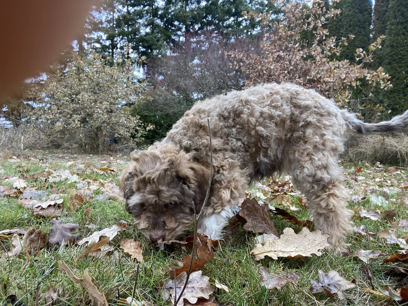 A Lagotto Romagnolo working a scent trail through oak leaves with Douglas fir behind, at Northwest Lagotto