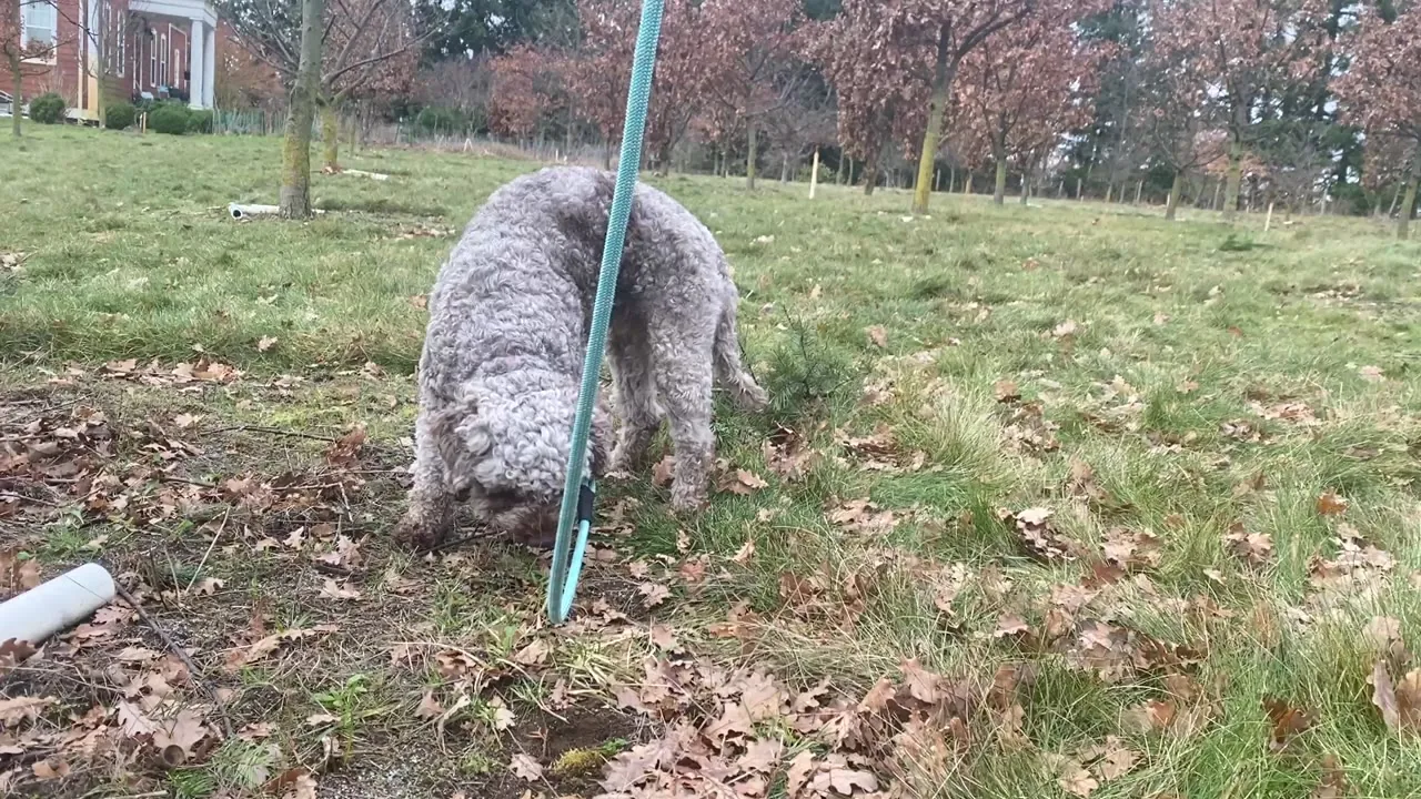 A Lagotto Romagnolo working a scent in the forest, the truffle-hunting breed in its element
