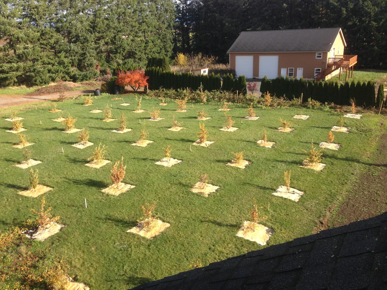 Aerial view of the Northwest Lagotto truffi&egrave;re from the rooftop, showing young English oaks arranged in precise geometric rows